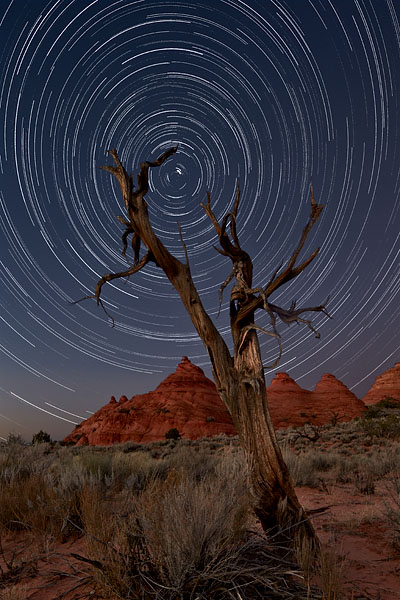Juniper And Stars