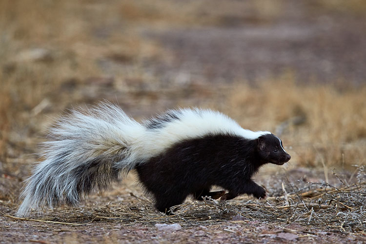 Striped Skunk