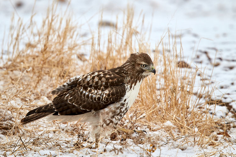 Juvenile Red-Tailed Hawk