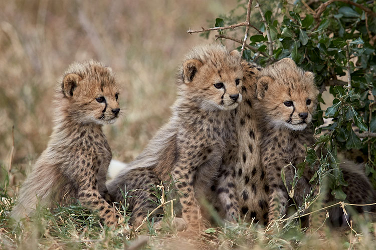 Cheetah Cubs