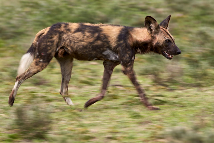African Wild Dog