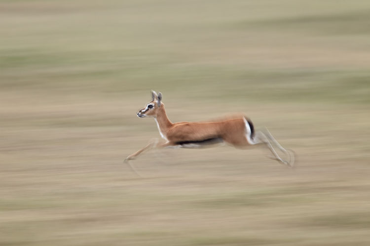 Thomson's Gazelle