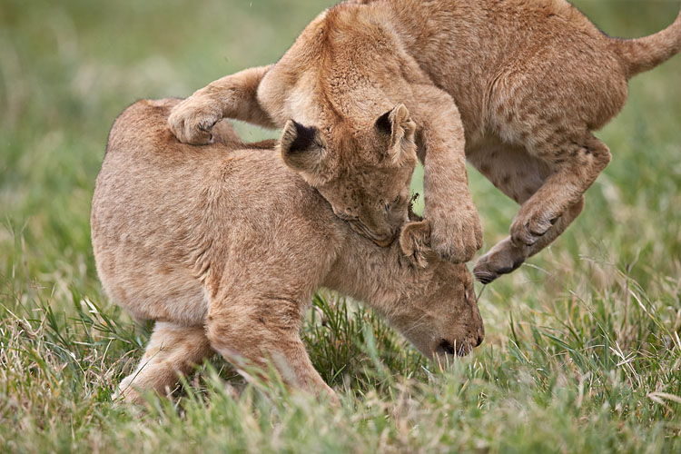 Lion Cubs Playing