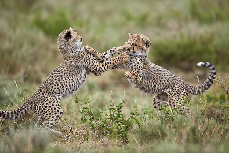 Cheetah Cubs Playing