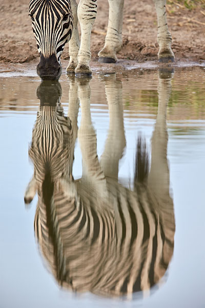 Zebra Reflection