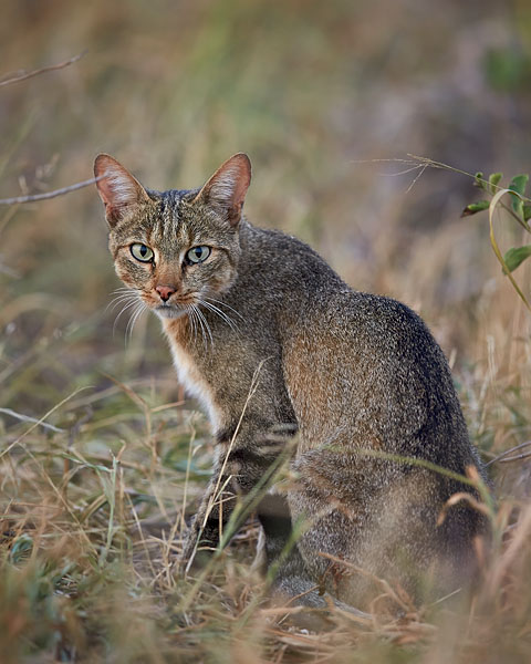 African Wild Cat