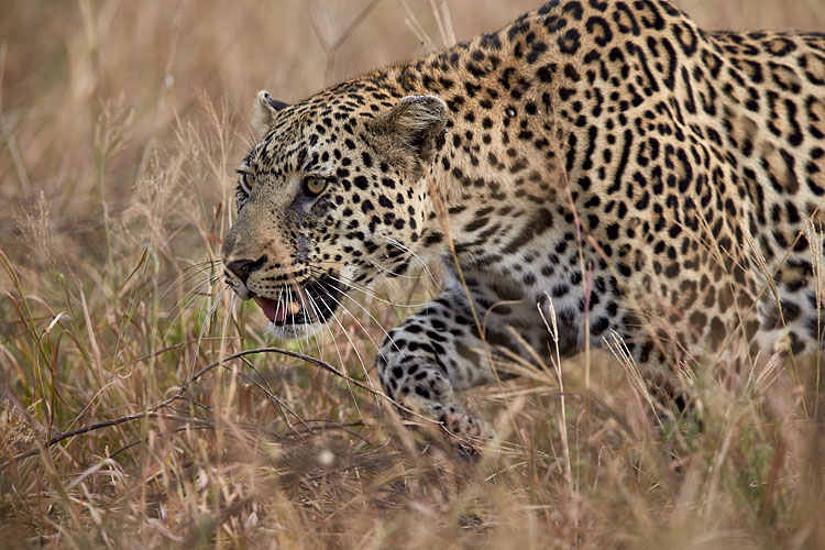 Leopard