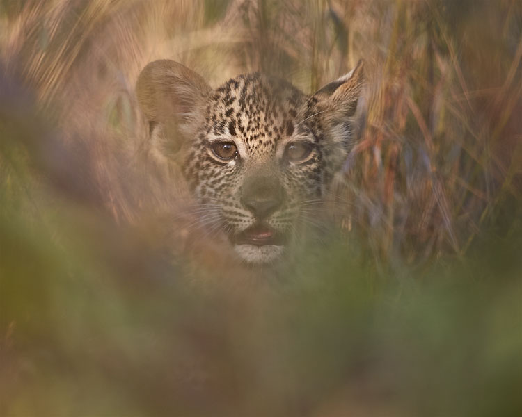 Leopard Cub
