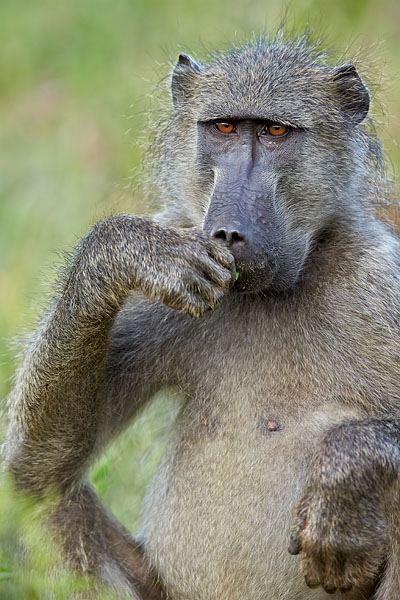Chacma Baboon