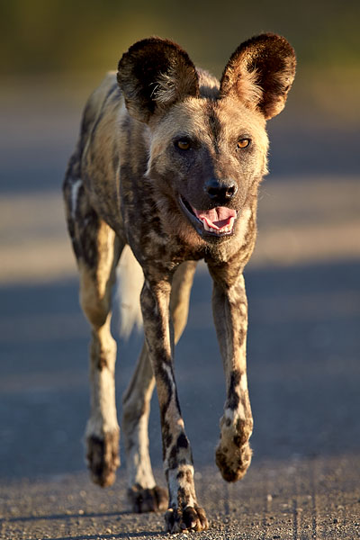 African Wild Dog