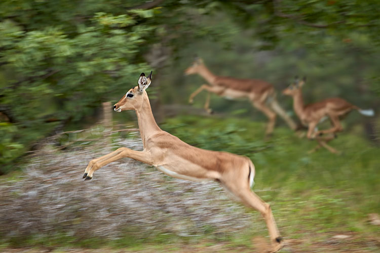 Impala