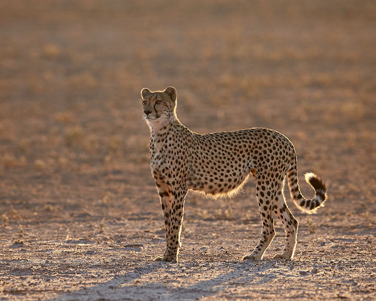 Cheetah