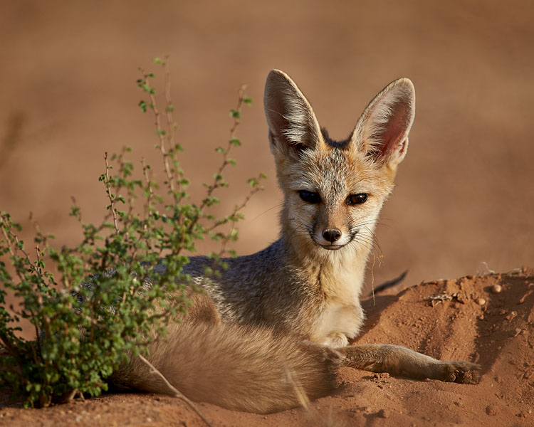 Cape Fox