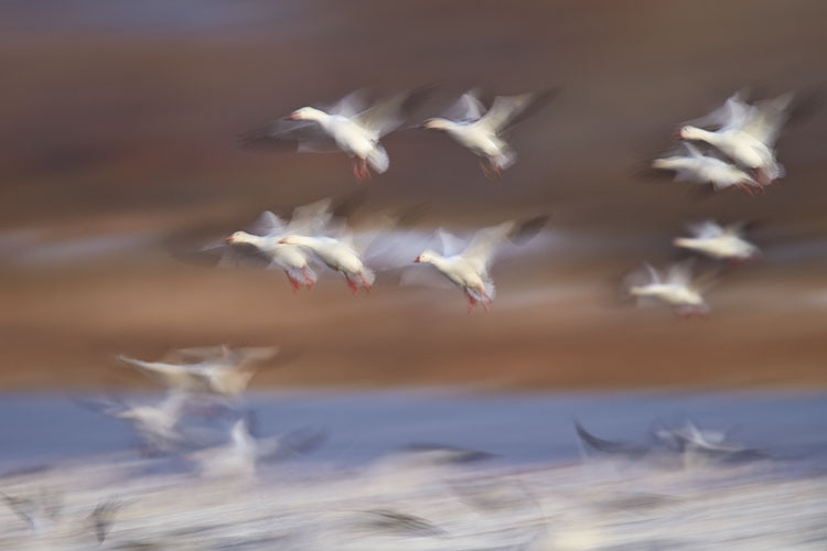 Snow Geese