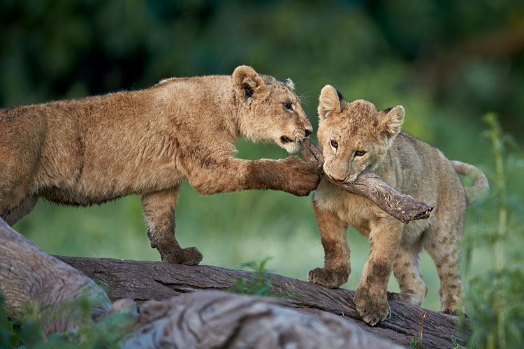 Lion Cubs Playing
